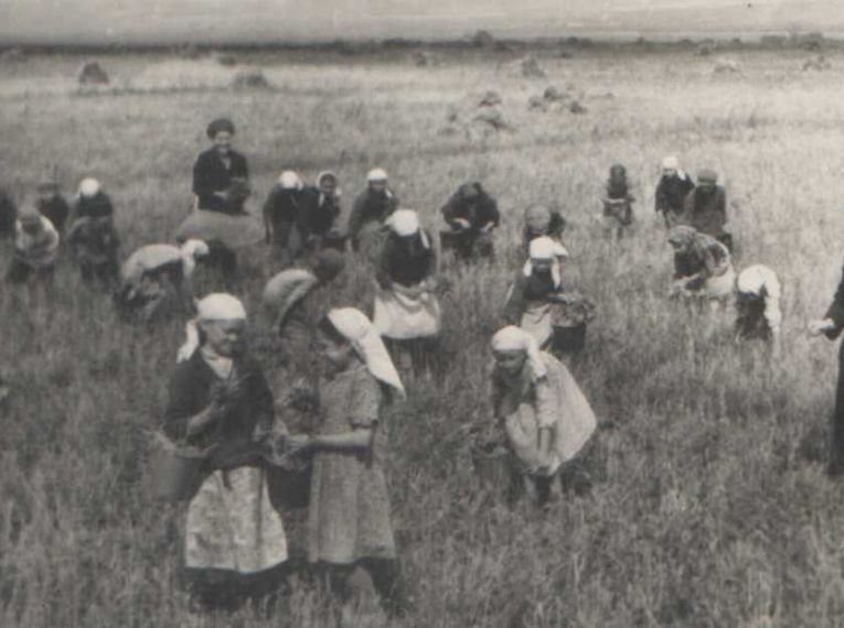Учащиеся Тукаевской школы собирают колоски, 1943 г.