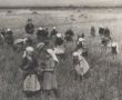 Учащиеся Тукаевской школы собирают колоски, 1943 г.