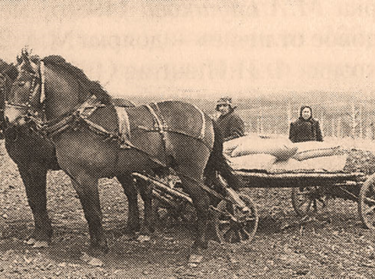 Повозка лошадей колхоза «Красный Урал», 1941-1945 гг.