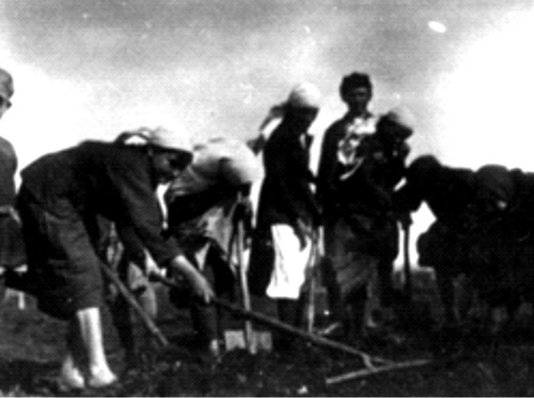 Дети и подростки на уборке картофеля. Колхоз «Красный партизан»,  1941-1945 г.