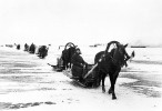 «Дорога жизни» блокадного Ленинграда»